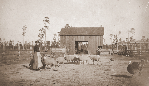 Photo of Cornelia Slosson in the barn yard with her sheep.